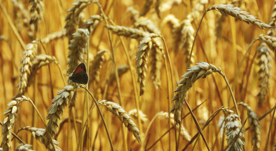 Fot. Shutterstock Rdza źdźbłowa może przestać niszczyć plony