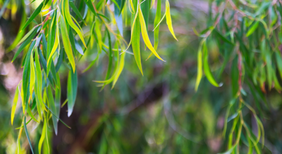 Miód produkowany jest z nektaru kwiatów drzewa eucalyptus marginata, nazywanego również jarrah; Fot. Shutterstock Miód jarrah - australijskie złoto