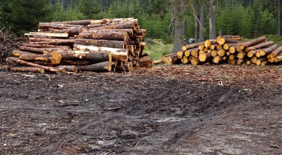 Fot. Shutterstock Podkarpackie: Leśnicy zamierzają sprzedać prawie 2 mln m sześc. drewna