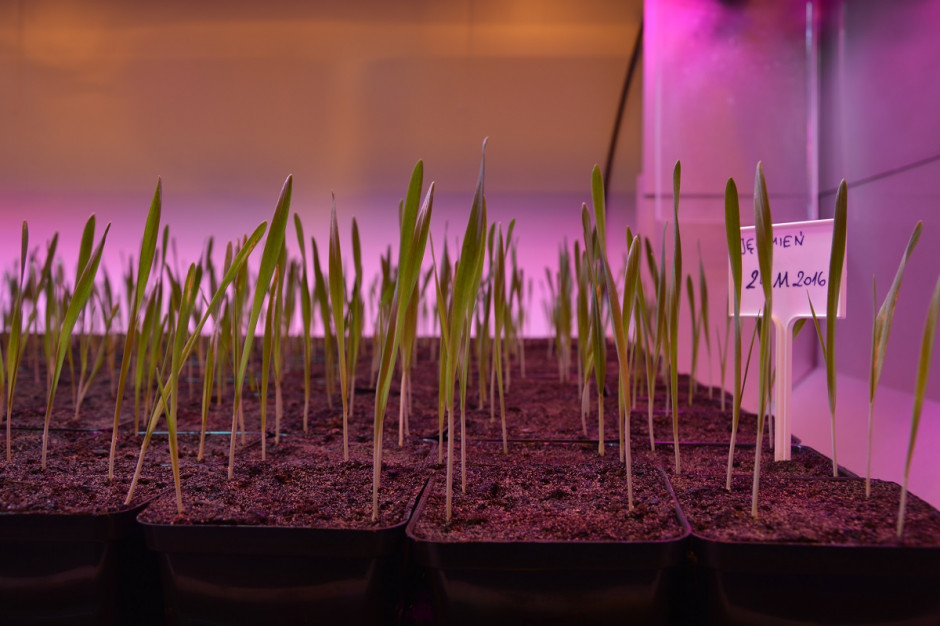 Zastosowanie dodatkowego oświetlenia w środowisku szklarniowym umożliwia szybkie generowanie cyklów rozmnożenia przy metodzie pojedynczych nasion (SSD); Fot. Katarzyna Szulc