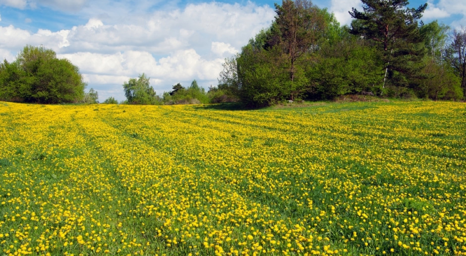 Fot. Shutterstock KOWR chce zagospodarować małe działki