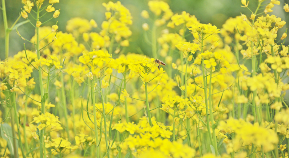 Fot. Shutterstock Podsumowanie grudniowych notowań zbóż i oleistych na światowych giełdach