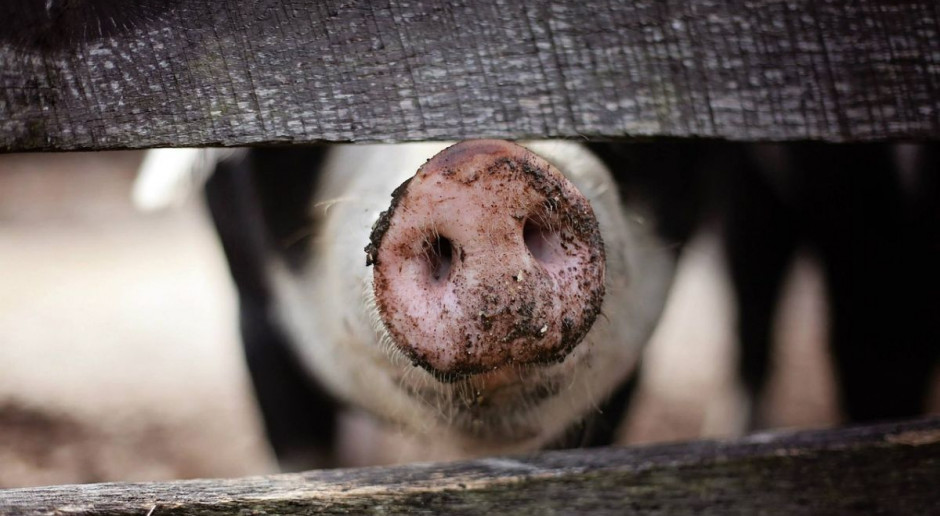 Fot.Pixabay.com ARiMR zrefunduje 80 proc. kosztów bioasekuracji gospodarstw ze stref ASF