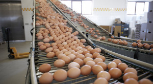 Poultry industry: Central Statistical Office data on egg consumption may be underestimated