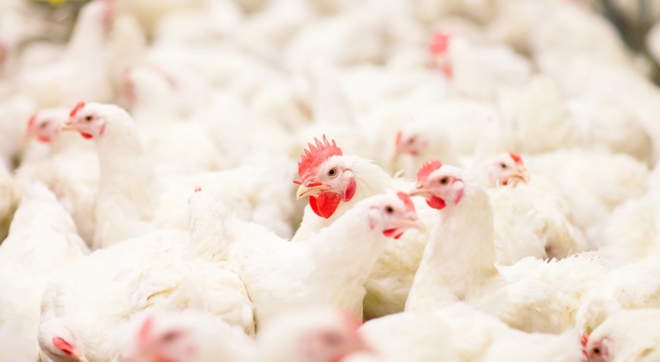 Fot. Shutterstock Branża drobiarska negocjuje ubezpieczenia strat wywołanych przez choroby zakaźne