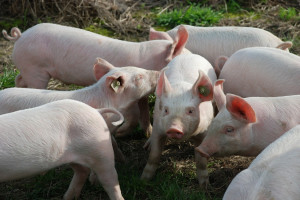 Rośnie pogłowie świń w USA 
