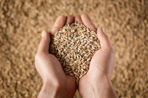 Spadek cen zbóż w skupach 