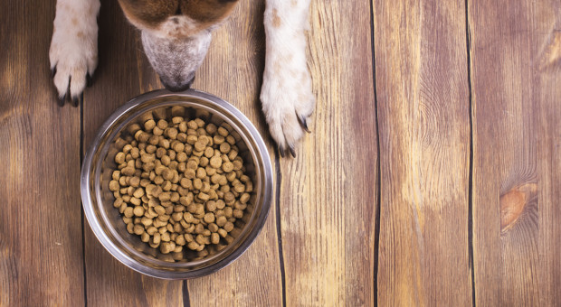 Ekspert: Żywność tradycyjna zawsze będzie atrakcyjniejsza dla psa
