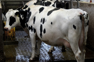 Izrael:  Wybuch epidemii gruźlicy bydła 