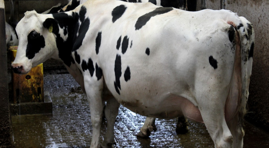 Gruźlica bydła w Polsce jest chorobą zwalczaną z urzędu,fot.Ł.Ch. Izrael: Wybuch epidemii gruźlicy bydła
