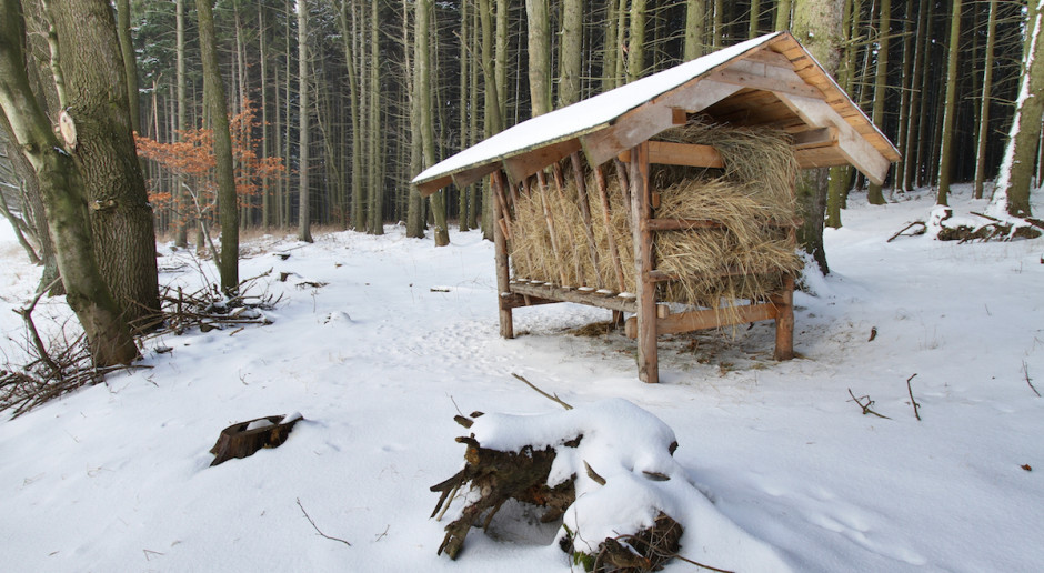 fot. Shutterstock Podkarpackie: Ponad tysiąc miejsc dokarmiania dla zwierząt
