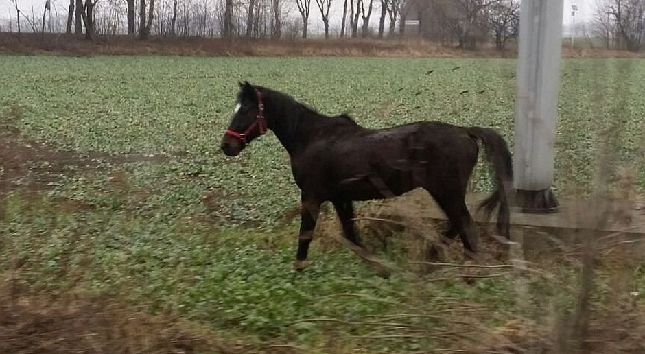 foto: Policja Droga dla konia, mandat dla właściciela