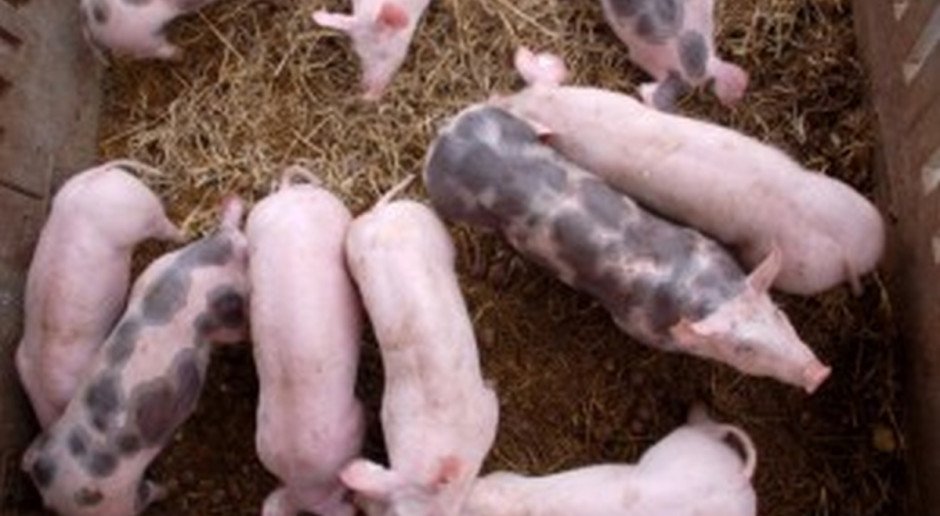 Fot.Fotolia UE: Spadek cen świń rzeźnych