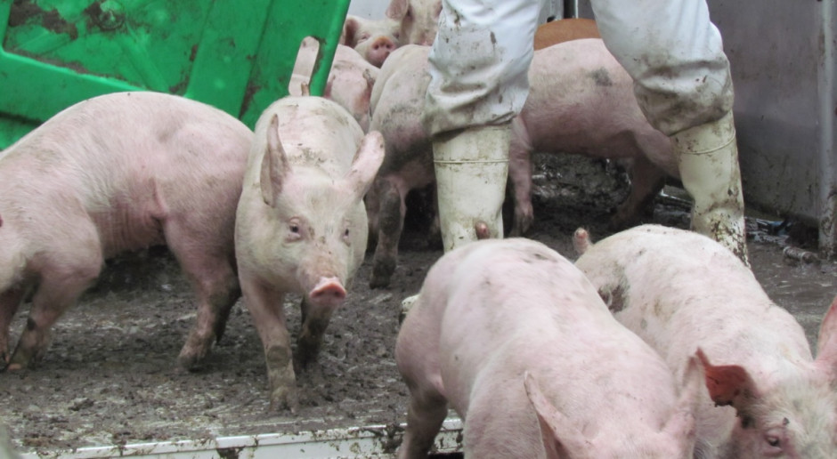 Fot.BW Ukraina wstrzymuje import trzody chlewnej i pasz z województwa warmińsko-mazurskiego
