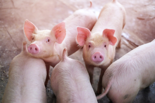 Ukraina wprowadziła zakaz importu świń z województw, gdzie wystąpił ASF
