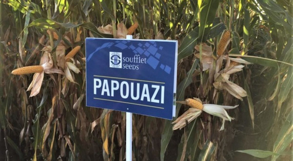 fot. Soufflet Agro Polska Oferta kukurydzy od Soufflet Agro Polska