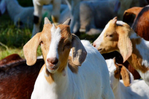Portugalia: Rząd uruchomi hodowle kóz w celu zapobiegania pożarom