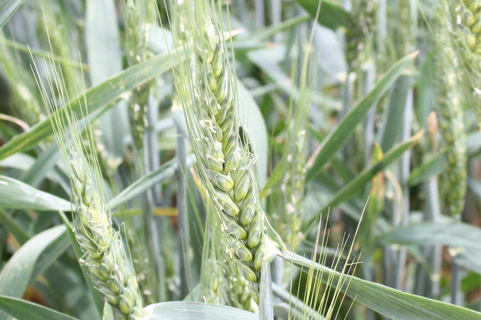 Krajowy Rejestr wzbogacił się o 4 nowe odmiany pszenicy jarej; Fot. A. Kobus