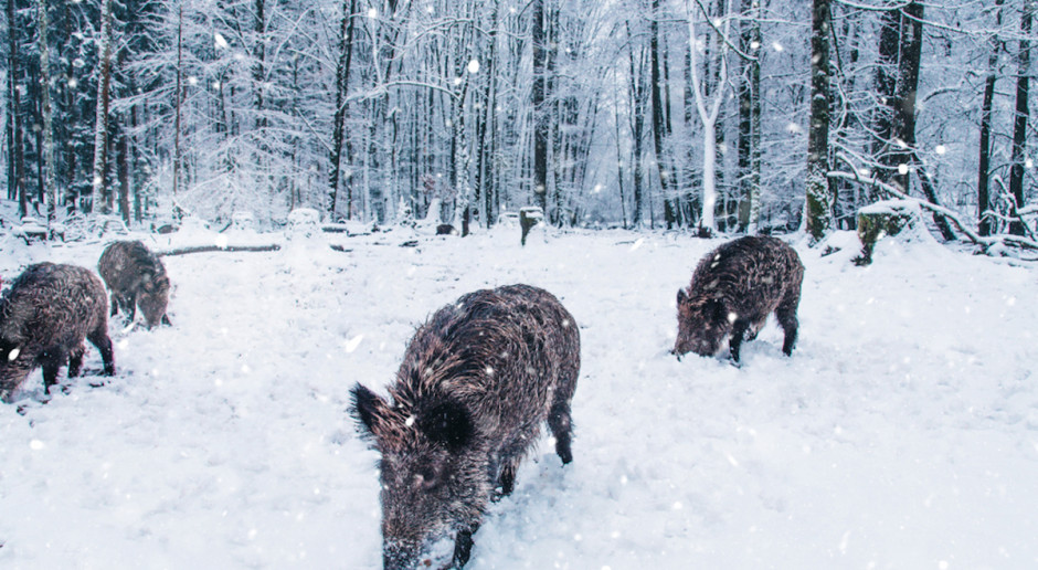 fot. Shutterstock Niemcy boją się ASF – proponują zmianę prawa