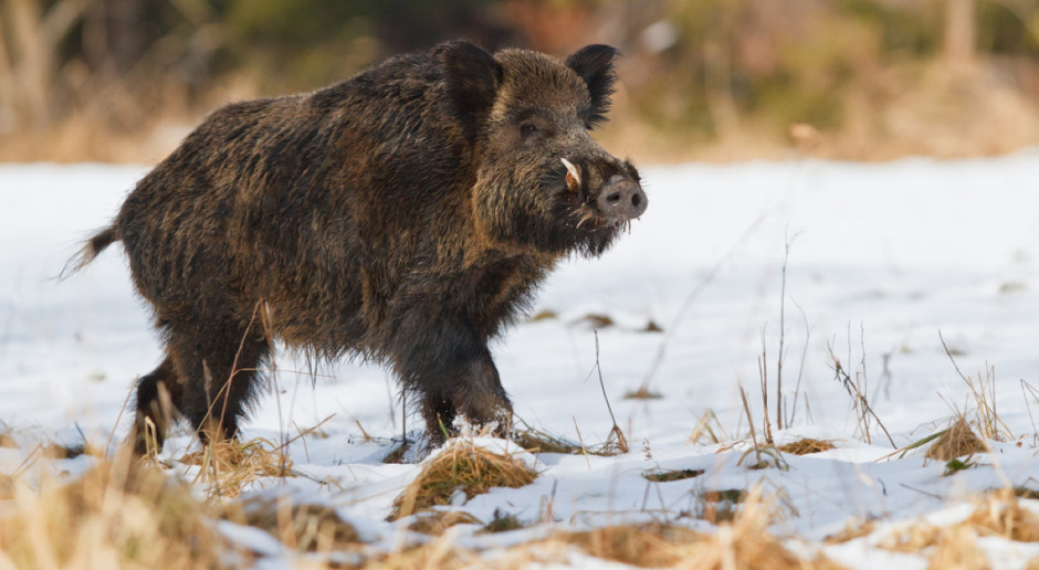 Fot. Shutterstock ASF nie daje za wygraną – 58 nowych przypadków choroby