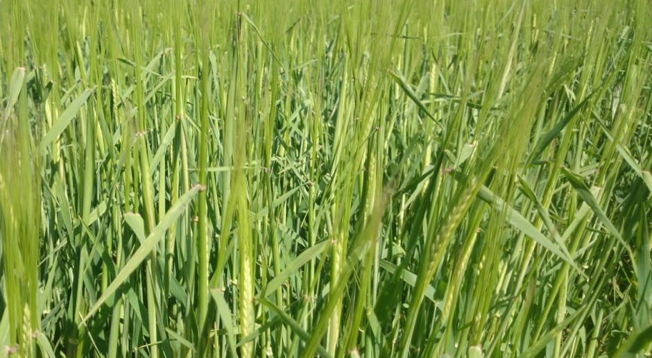 W tym roku między innymi zarejestrowano odmianę jęczmienia jarego 'Farmer' Fot. A. Kobus 10 nowych odmian jęczmienia jarego w Krajowym Rejestrze