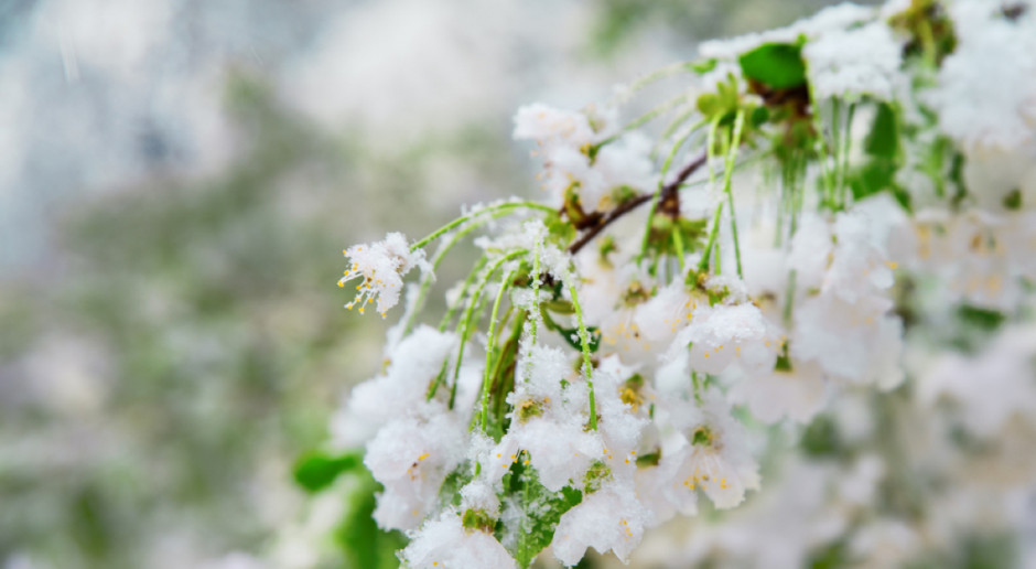 Fot. Shutterstock ARiMR: Limit pomocy dla sadowników wyczerpany w jeden dzień