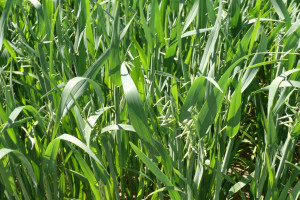 Odmiany zbóż jarych polecane na Warmii i Mazurach 