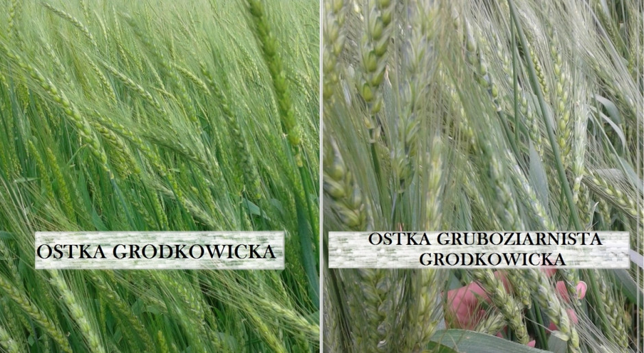 Ostka Grodkowicka i Ostka Gruboziarnista Grodkowicka; Fot. Krajowe Centrum Roślinnych Zasobów Genowych IHAR-PIB Stare, regionalne odmiany pszenicy ozimej na nowo w Krajowym Rejestrze Odmian