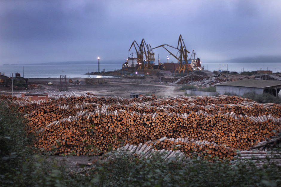 Brak kontroli nad eksportem polskiego drewna doprowadziło do braków na krajowym rynku, fot. Shutterstock