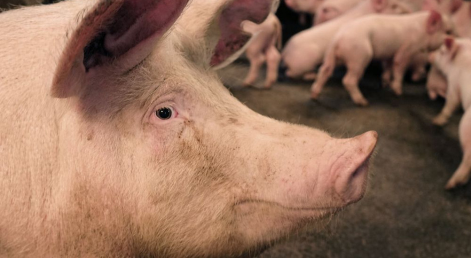 fot. Shutterstock Największy rosyjski producent mięsa wybiera genetykę Topigs Norsvin