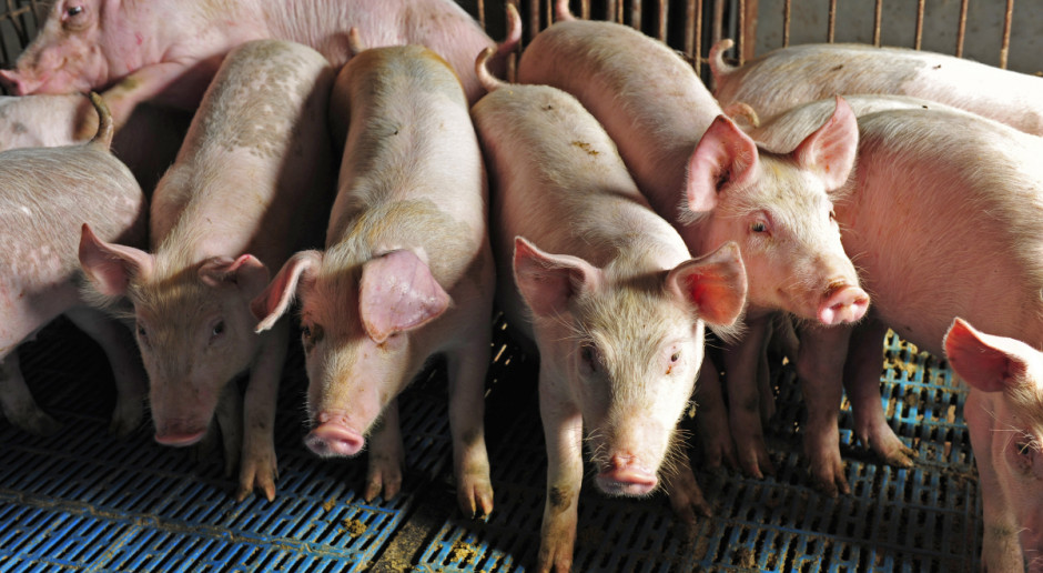 Fot. Shutterstock Bogucki: Polska wnioskowała w KE o pomoc dla producentów trzody