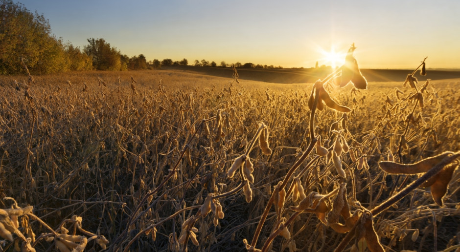 Fot. Shutterstock MRiRW planuje przedłużenie okresu stosowania pasz GMO