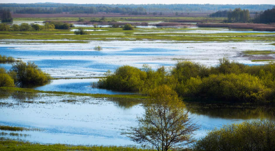 Utrzymujące się od jesieni rozlewiska sprzyjają ptactwu wodno-błotnemu, fot. Shutterstock Duże rozlewiska nad Biebrzą