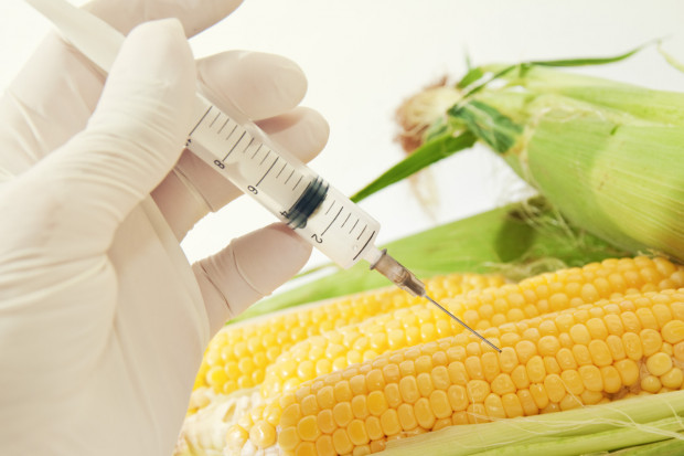 Rolnicy postulują wykreślenie zakazu stosowania pasz GMO