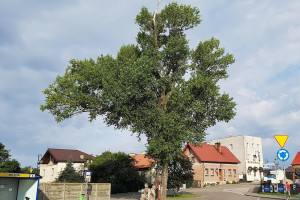 Topola Helena walczy o tytuł Europejskiego Drzewa Roku