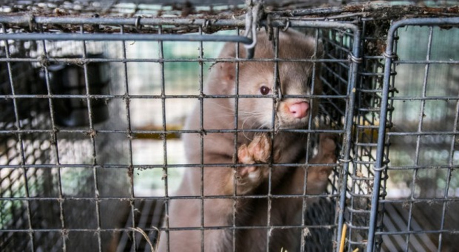 Fot.Shutterstock Norwegia: Hodowcy zwierząt futerkowych obawiają się przyszłości