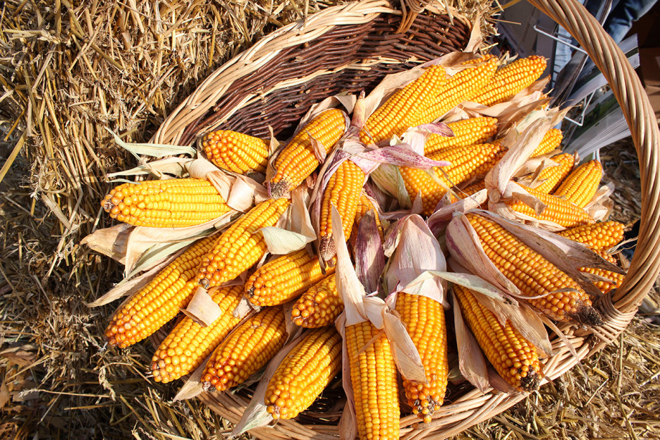 Na rynku dostępna jest niezliczona ilość odmian kukurydzy różniących się od siebie pod wieloma względami