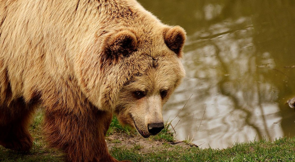 foto: pixabay Niedźwiedź zaatakował człowieka