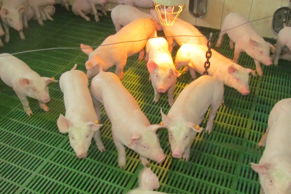 Dodatkową korzyścią ze stosowania preparatów opartych o kwasy huminowe jest poprawa dobrostanu zwierząt; Fot. A.Królak