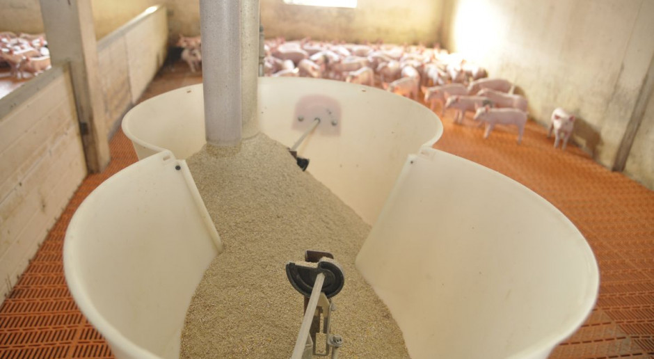 Launtop Polska w swojej ofercie posiada produkt, który wspomaga wzrost młodych zwierząt nie tylko na początku tuczu ale i na dalszych etapach wzrostu; Fot. A. Królak Dla naturalnej stymulacji wzrostu zwierząt