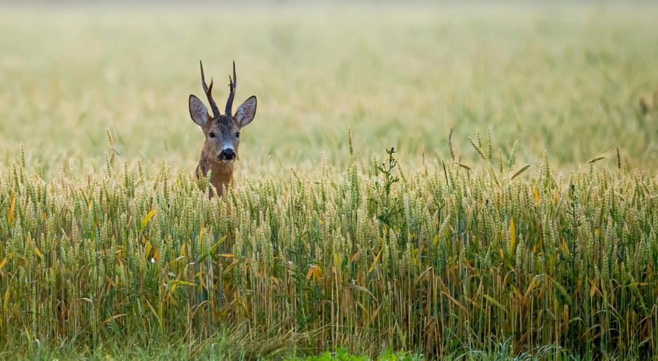 Fot. Shutterstock Szacowanie szkód nie może być bezstronne?