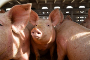 UE: Wzrost cen świń rzeźnych 