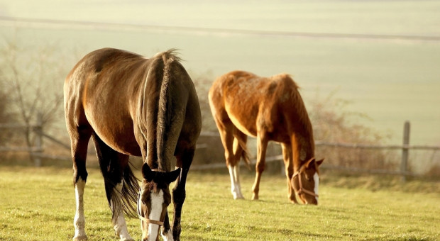 Program hodowli koni ma zachować genetykę polskich ras koni
