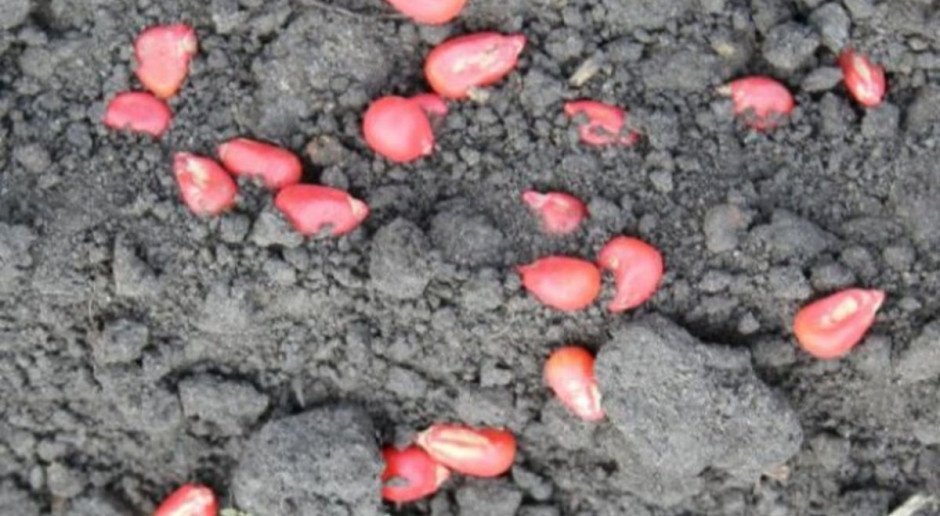 fot. farmer.pl Kujawsko-pomorskie polecane odmiany zbóż jarych i kukurydzy