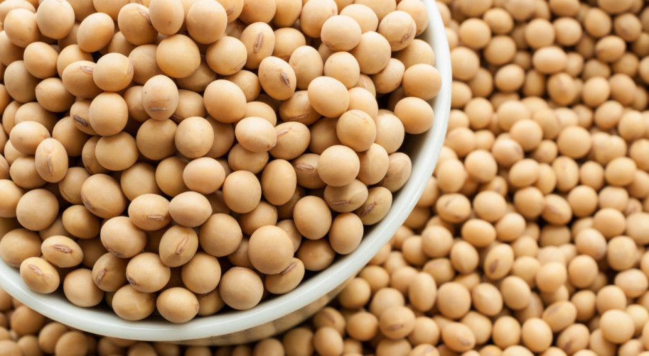Fot. Shutterstock MRiRW szuka możliwości zastąpienia soi GMO innymi paszami białkowymi