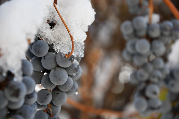 Zimowe winobranie w Baniewicach