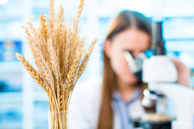 Sejm znowelizował ustawę o GMO