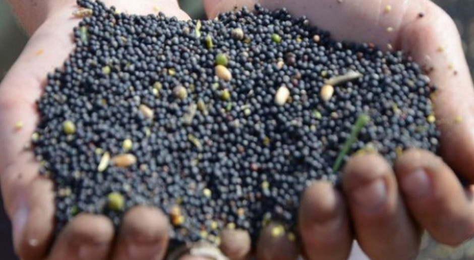 Fot. MT Ukraina: Zebrano 18,4 mln ton nasion roślin oleistych