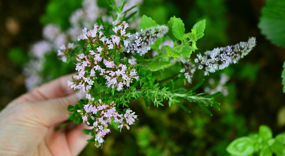 Fot. pixabay Fitoinżynieria rozpoczyna się od właściwej uprawy roślin