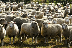 IERIGŻ-PIB: Drożeją owce ciężkie, tanieją jagnięta 